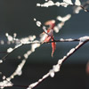 Branches