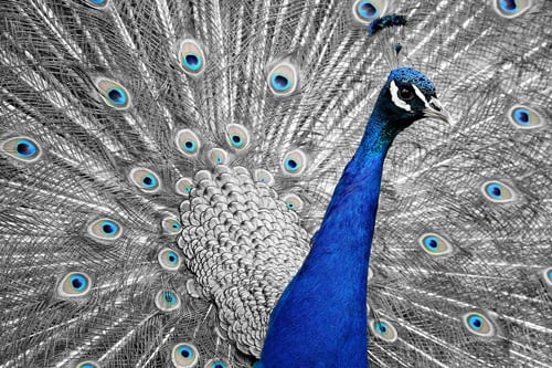 peacock-t