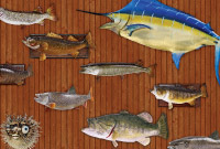 Fishing Direct Mail thumbnail